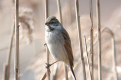 Emberiza schoeniclus