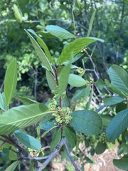 Frangula rubra