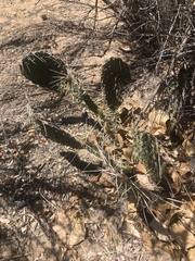 Opuntia