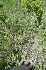 Colchicum bulbocodium versicolor
