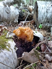 Gyromitra korfii