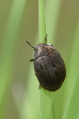 Byrrhus pilula