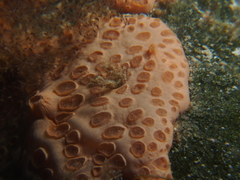 Hemimycale columella