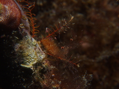 Periclimenes amethysteus