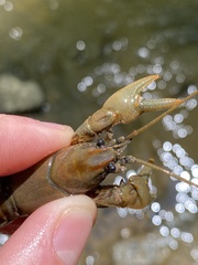 Cambarus carinirostris