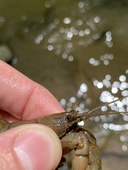 Cambarus carinirostris