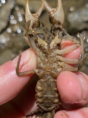 Cambarus carinirostris