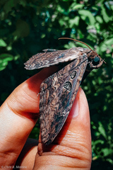 Feigeria xylia