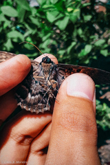 Feigeria xylia
