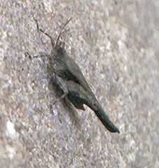 Tetriginae
