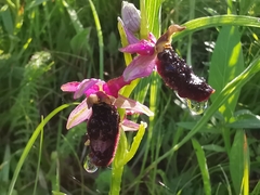 Ophrys bertolonii benacensis