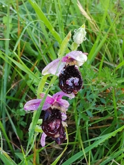 Ophrys bertolonii benacensis