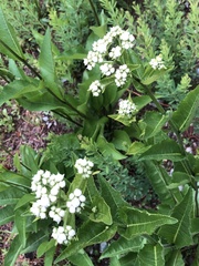Parthenium auriculatum