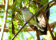 Herpsilochmus longirostris