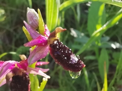 Ophrys bertolonii benacensis