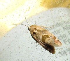 Acontiini