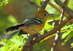 Herpsilochmus longirostris