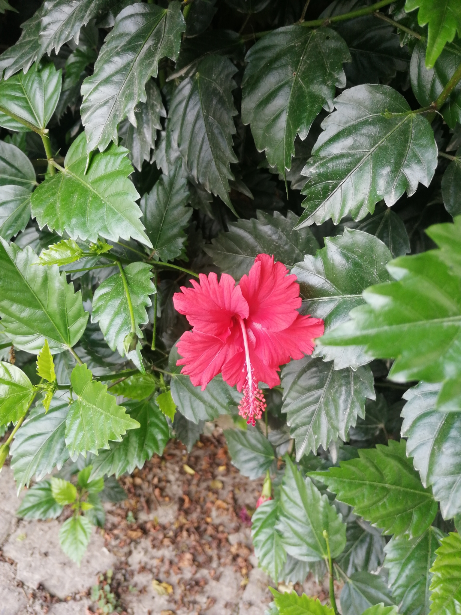 Hibiscus image