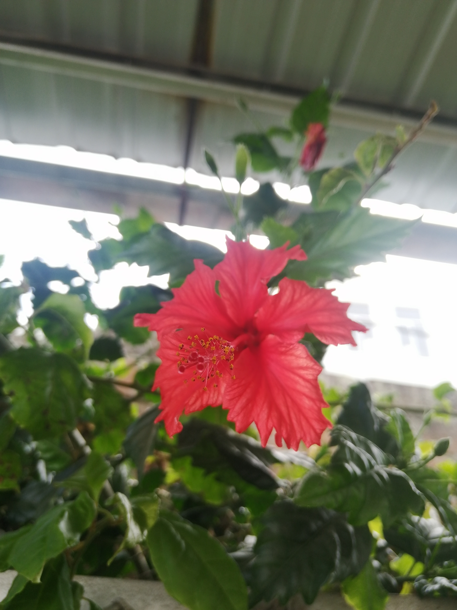 Hibiscus image