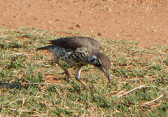 Turdus litsitsirupa