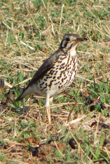 Turdus litsitsirupa
