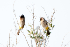 Pycnonotus barbatus layardi