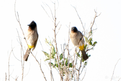 Pycnonotus barbatus layardi