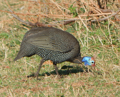 Numida meleagris mitratus