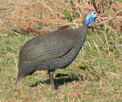 Numida meleagris mitratus