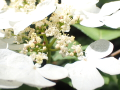 Viburnum plicatum