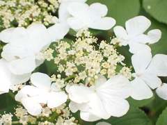Viburnum plicatum