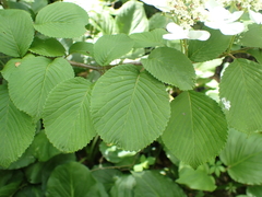 Viburnum plicatum