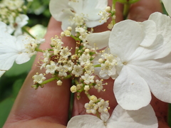 Viburnum plicatum