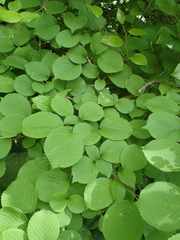 Viburnum plicatum