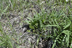 Euphorbia microcarpa