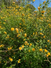 Magnoliopsida