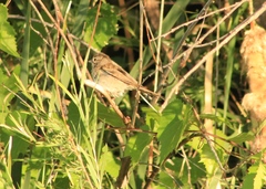 Spizella breweri