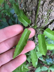 Bignonia