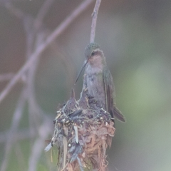 Cynanthus latirostris