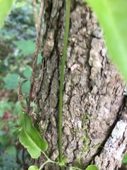 Bignonia