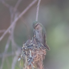Cynanthus latirostris