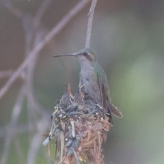 Cynanthus latirostris