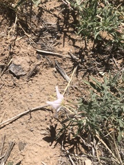 Oenothera