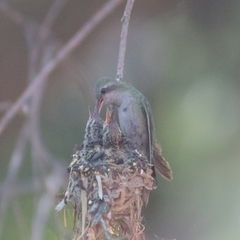 Cynanthus latirostris
