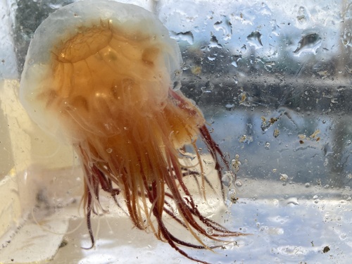Pacific Lion's Mane Jelly, photo 2 of 10