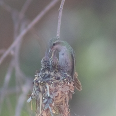 Cynanthus latirostris