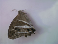 Parataygetis albinotata