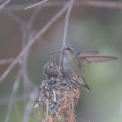 Cynanthus latirostris