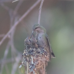 Cynanthus latirostris