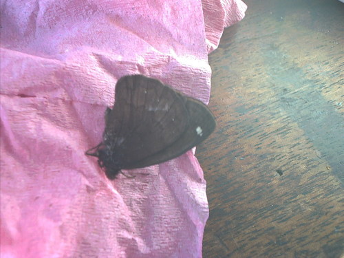 Forsterinaria rustica